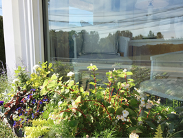 Scout Behind the Scenes Storefront Window Box